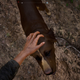 Image for article titled Far Cry 5 Has Some Very Good Dogs